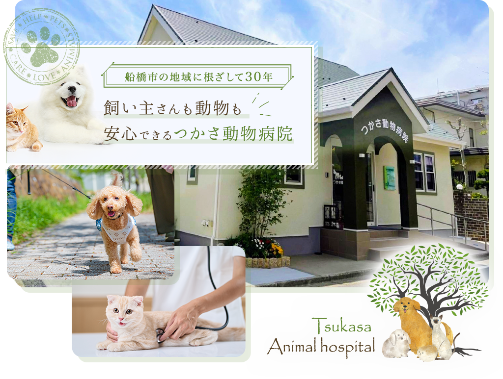 船橋市の地域に根ざして30年。飼い主さんも動物も安心できるつかさ動物病院